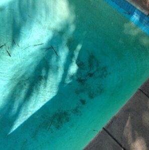Black Spot Algae.